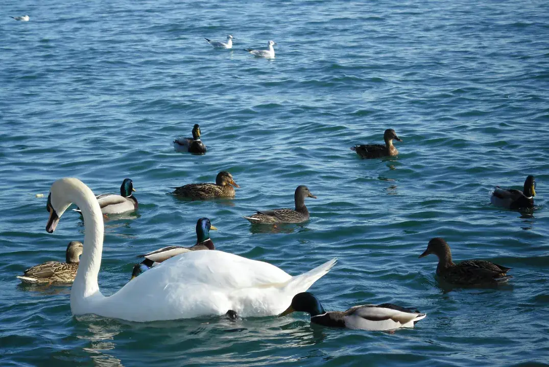 Balatonfüredi programajánló, avagy mit láthatunk a Vaszary Galériéban
