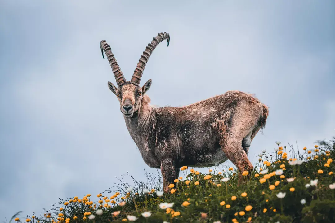 Irány a Gran Paradiso Nemzeti Park, Olaszország első nemzeti parkja