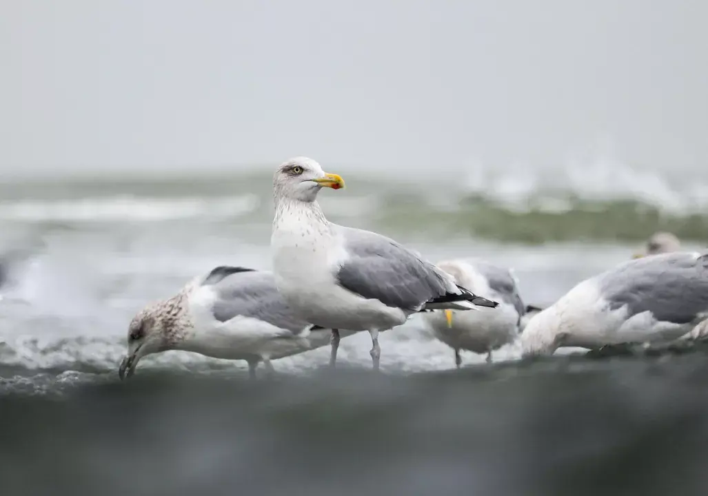 Kalamitsi Beach