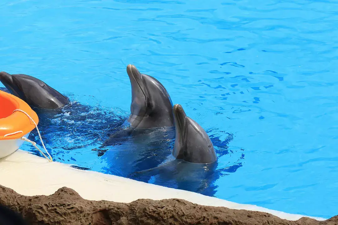 Loro Park, állati programok Tenerifén