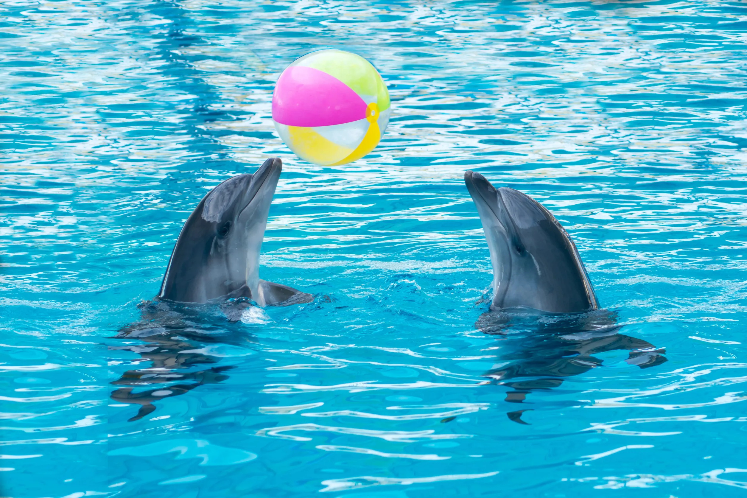 Loro Parque & Siam Park 2026, ennyibe kerül most Tenerife két legmenőbb családi parkja