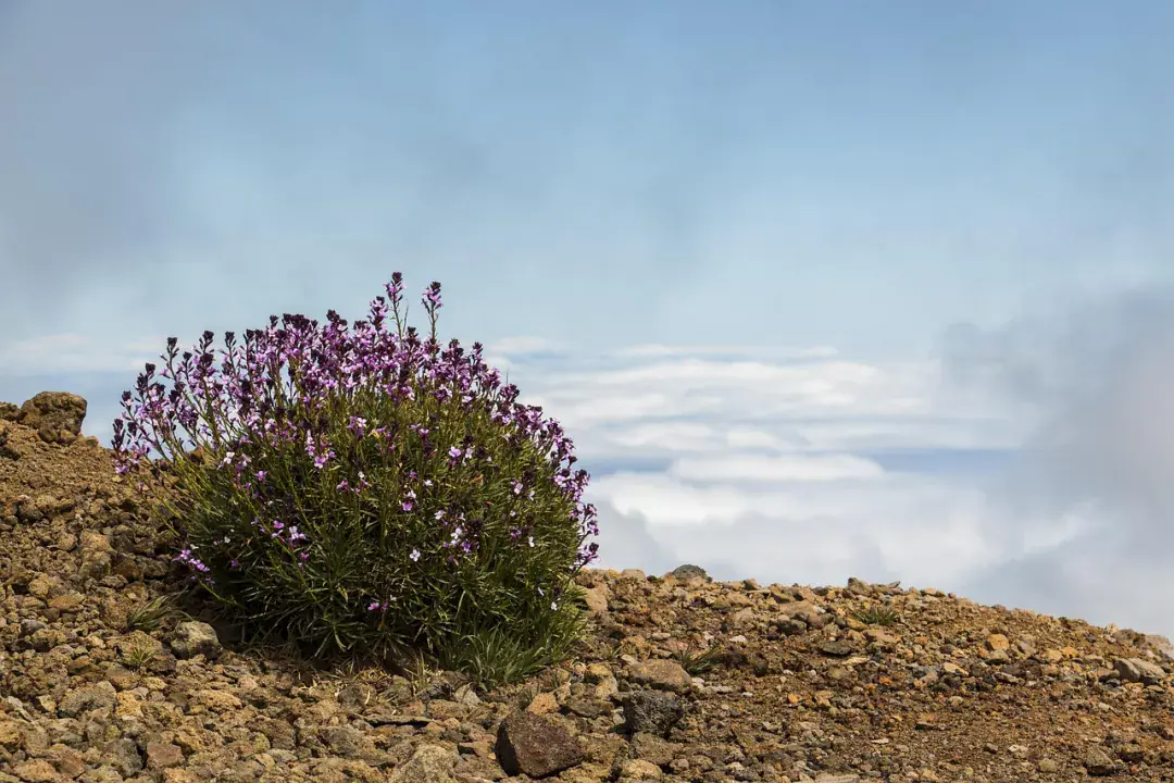 Mennyi az annyi? Árkalauz La Palma szigetére