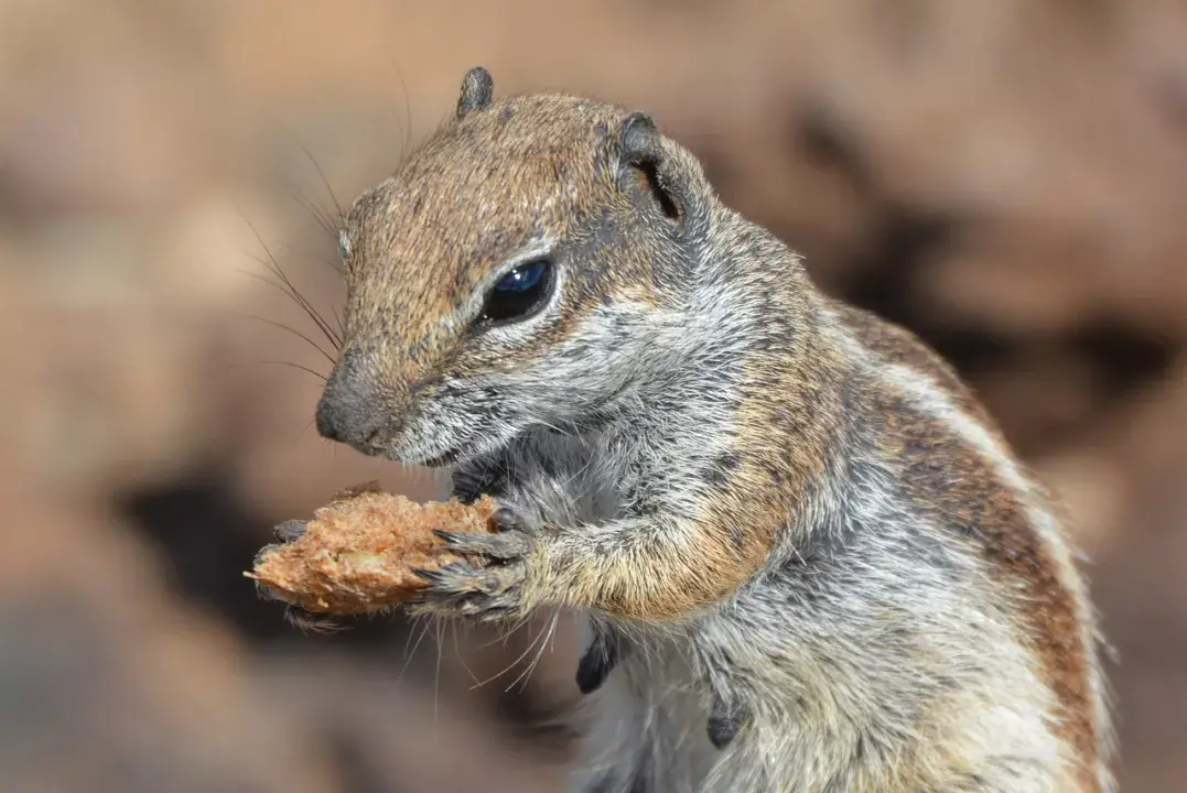 Állati jó programok, irány az Oasis Wildlife