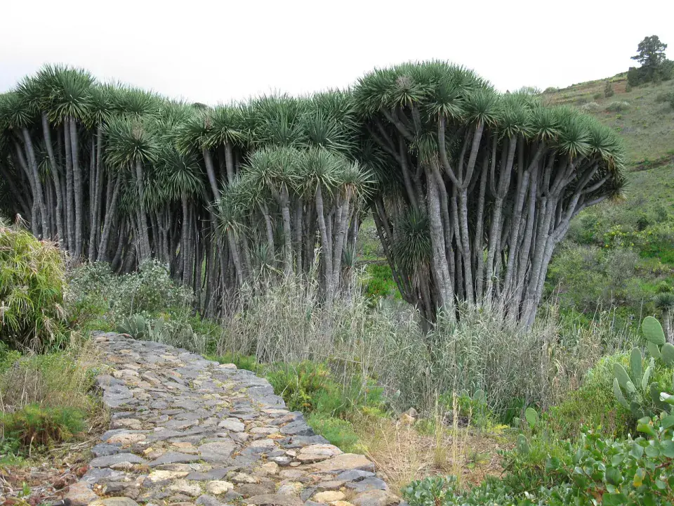 Túraösvények és túraútvonalak La Palma szigetén