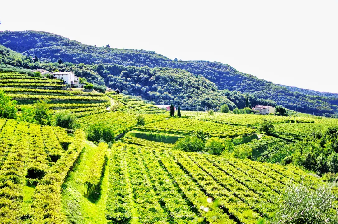 Valpolicella borvidék az Amarone bölcsője